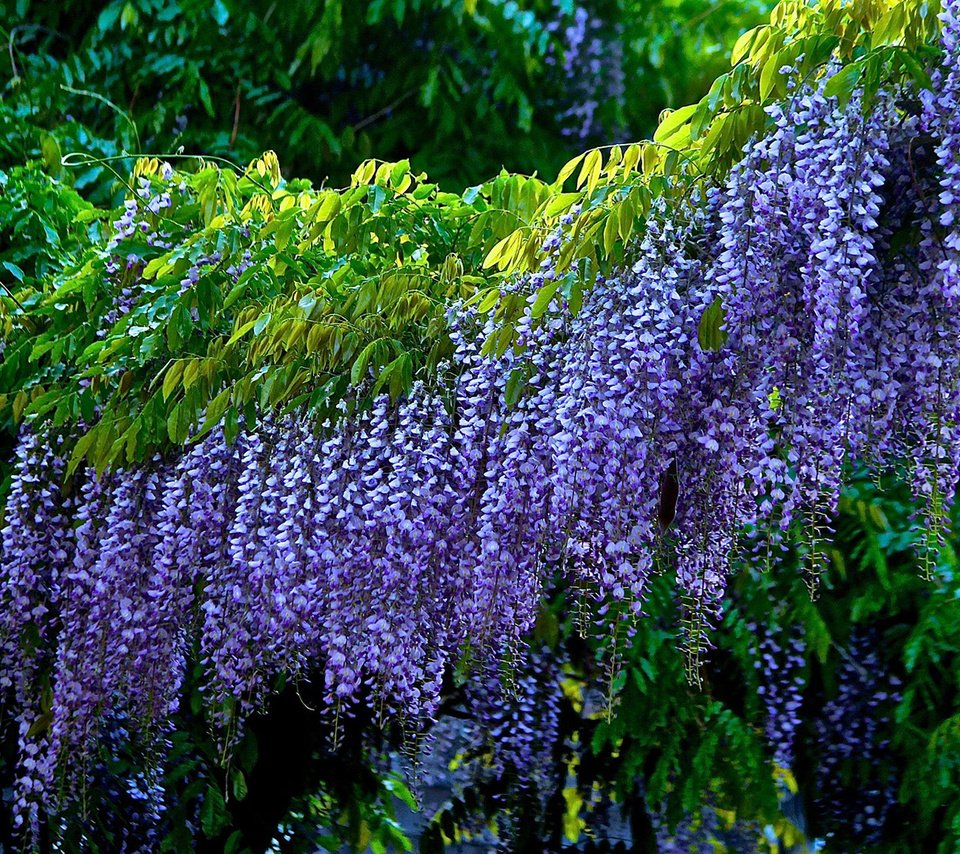 Обои цветы, листья, соцветия, глициния, вистерия, flowers, leaves, inflorescence, wisteria разрешение 1920x1080 Загрузить