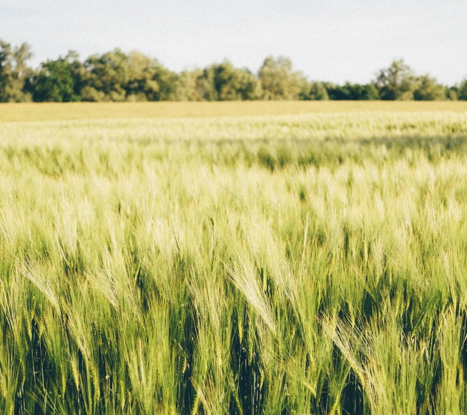 Обои природа, пейзаж, поле, колосья, пшеница, nature, landscape, field, ears, wheat разрешение 4896x2754 Загрузить