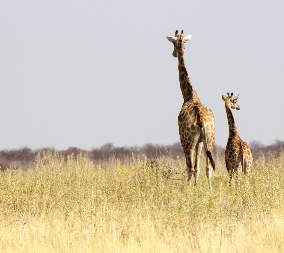 Обои солнце, африка, семья, жираф, дикая природа, жирафы, намибия, the sun, africa, family, giraffe, wildlife, giraffes, namibia разрешение 2048x1365 Загрузить