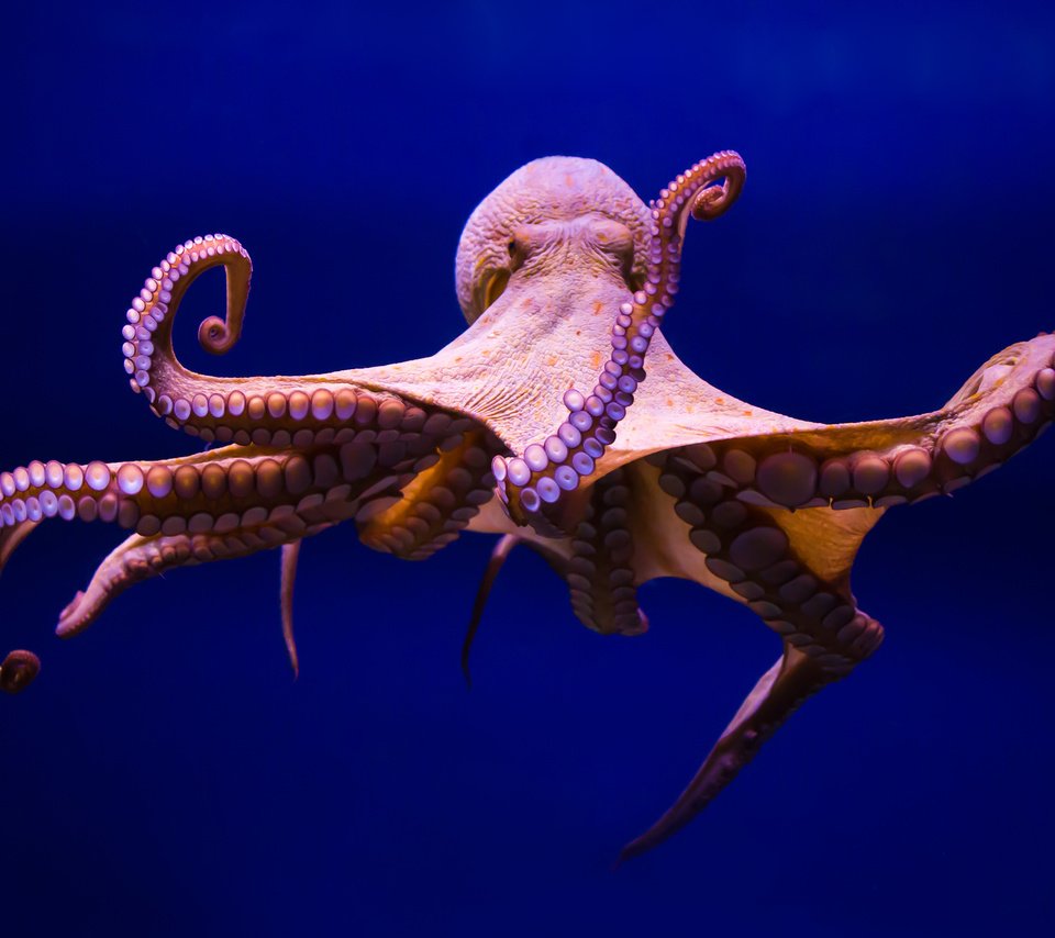 Обои осьминог, щупальца, подводный мир, спрут, осминог, головоногий моллюск, octopus, tentacles, underwater world разрешение 3840x2400 Загрузить