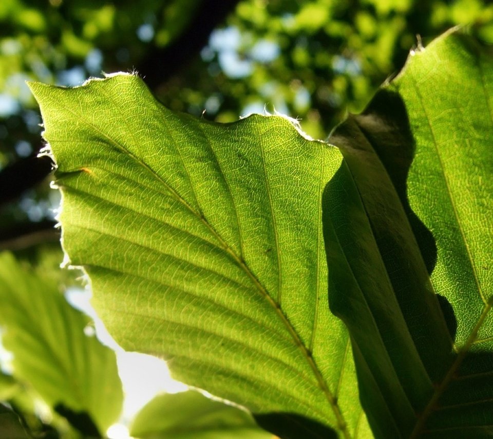 Обои свет, природа, листья, зеленые листья, крупным планом, light, nature, leaves, green leaves, closeup разрешение 1920x1080 Загрузить