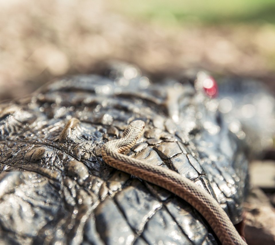 Обои змея, крокодил, чешуя, рептилия, крупным планом, пресмыкающиеся, snake, crocodile, scales, reptile, closeup, reptiles разрешение 2880x1800 Загрузить