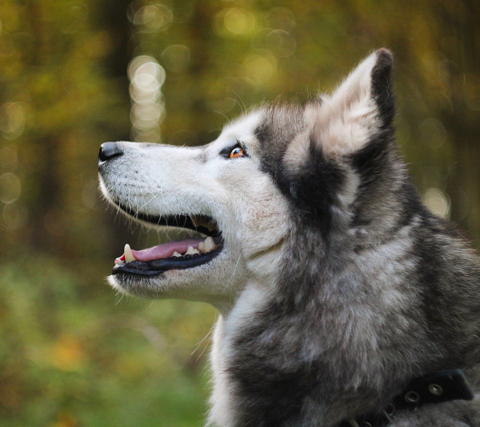 Обои мордочка, собака, профиль, хаски, боке, аляскинский маламут, muzzle, dog, profile, husky, bokeh, alaskan malamute разрешение 1920x1200 Загрузить