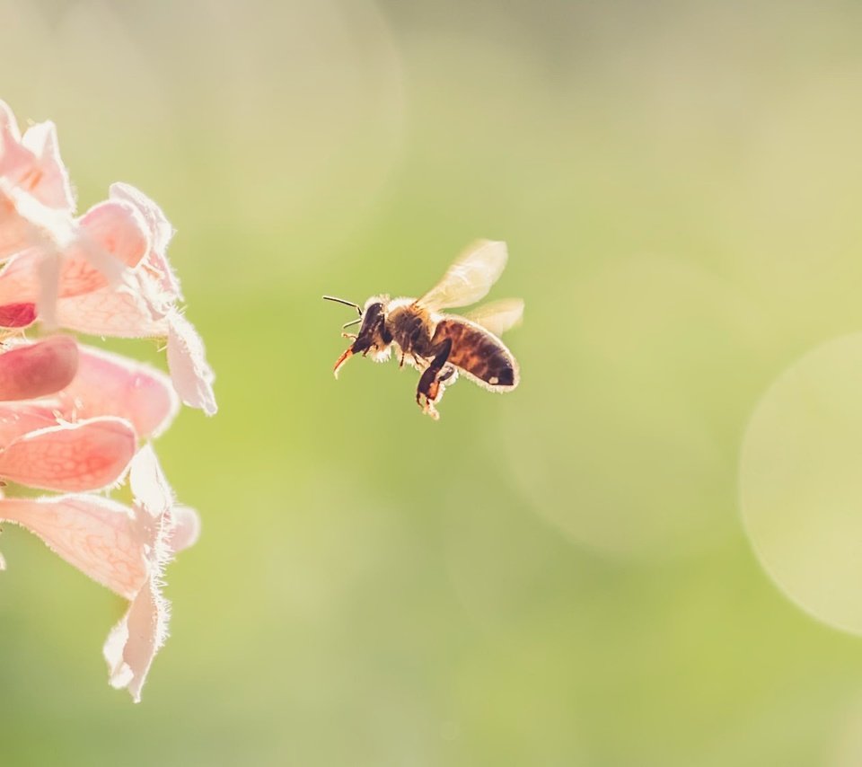 Обои цветы, природа, насекомое, фон, цветок, крылья, пчела, flowers, nature, insect, background, flower, wings, bee разрешение 2000x1125 Загрузить