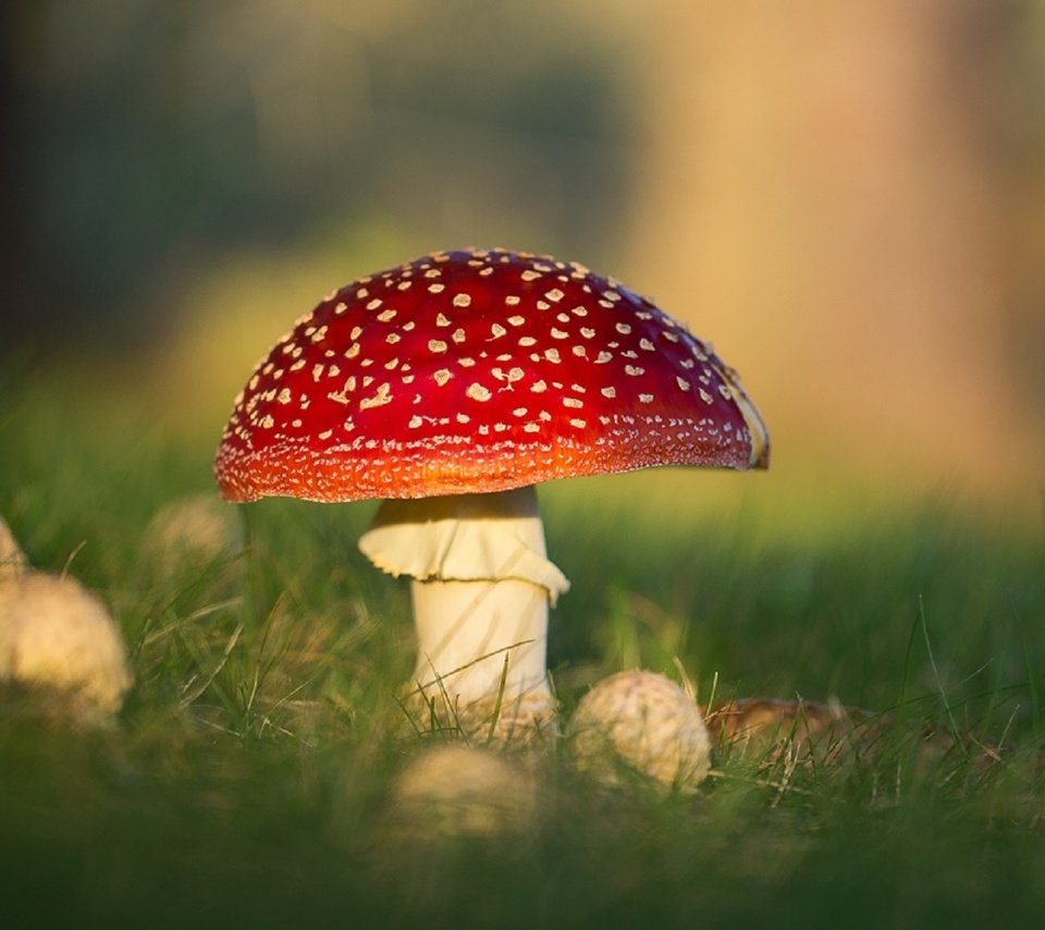 Обои природа, макро, грибы, боке, мухоморы, nature, macro, mushrooms, bokeh, amanita разрешение 1920x1156 Загрузить