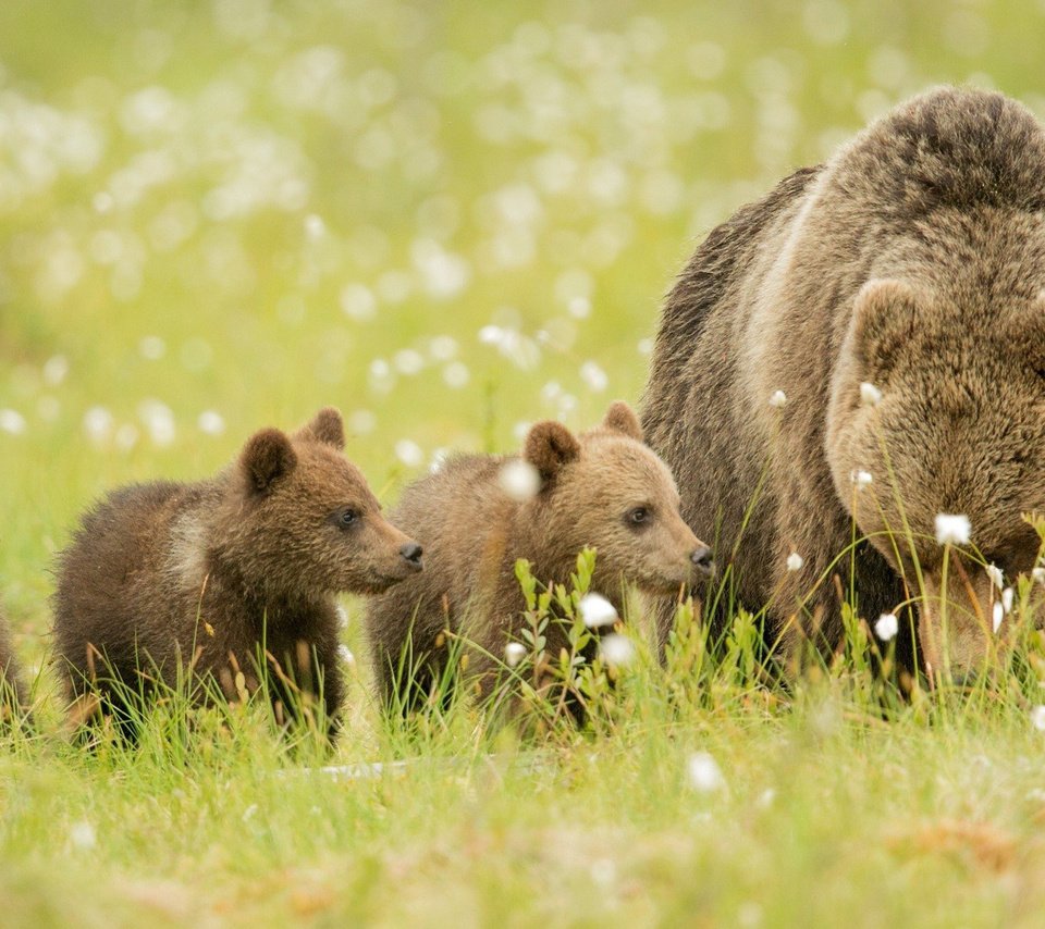 Обои трава, животные, медведь, луг, медвежата, бурые медведи, grass, animals, bear, meadow, bears, brown bears разрешение 2048x1099 Загрузить