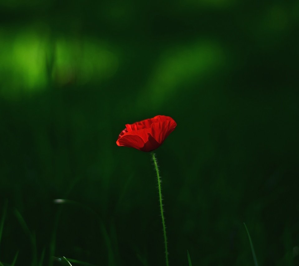 Обои трава, макро, цветок, красный, мак, grass, macro, flower, red, mac разрешение 3696x2448 Загрузить