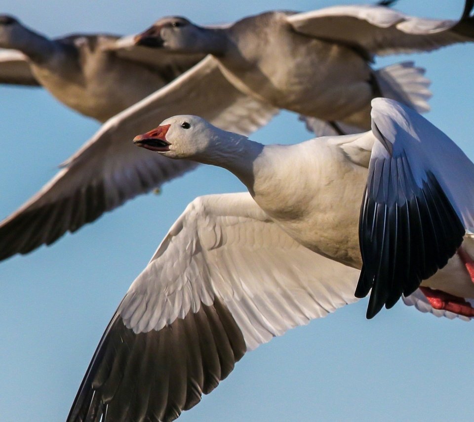 Обои небо, полет, крылья, птицы, клюв, гусь, гуси, the sky, flight, wings, birds, beak, goose, geese разрешение 1920x1175 Загрузить