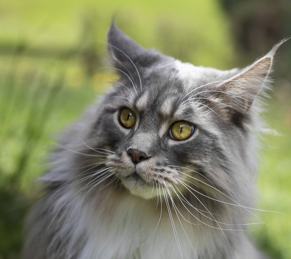 Обои глаза, фон, кот, усы, кошка, взгляд, мейн-кун, eyes, background, cat, mustache, look, maine coon разрешение 1920x1200 Загрузить