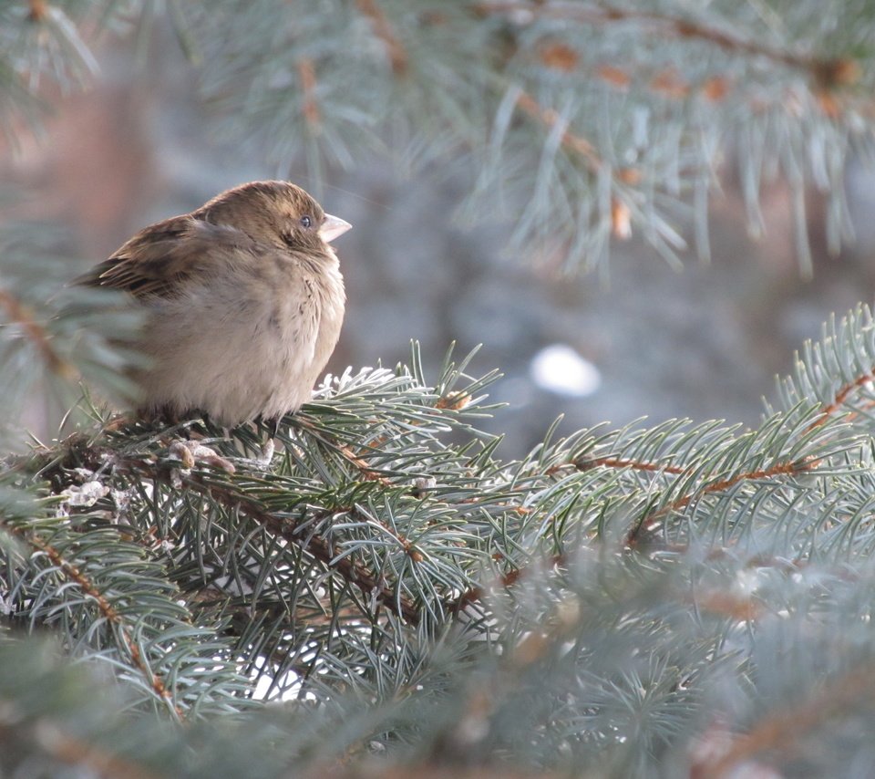 Обои дерево, хвоя, ветки, птица, ель, воробей, tree, needles, branches, bird, spruce, sparrow разрешение 4000x3000 Загрузить