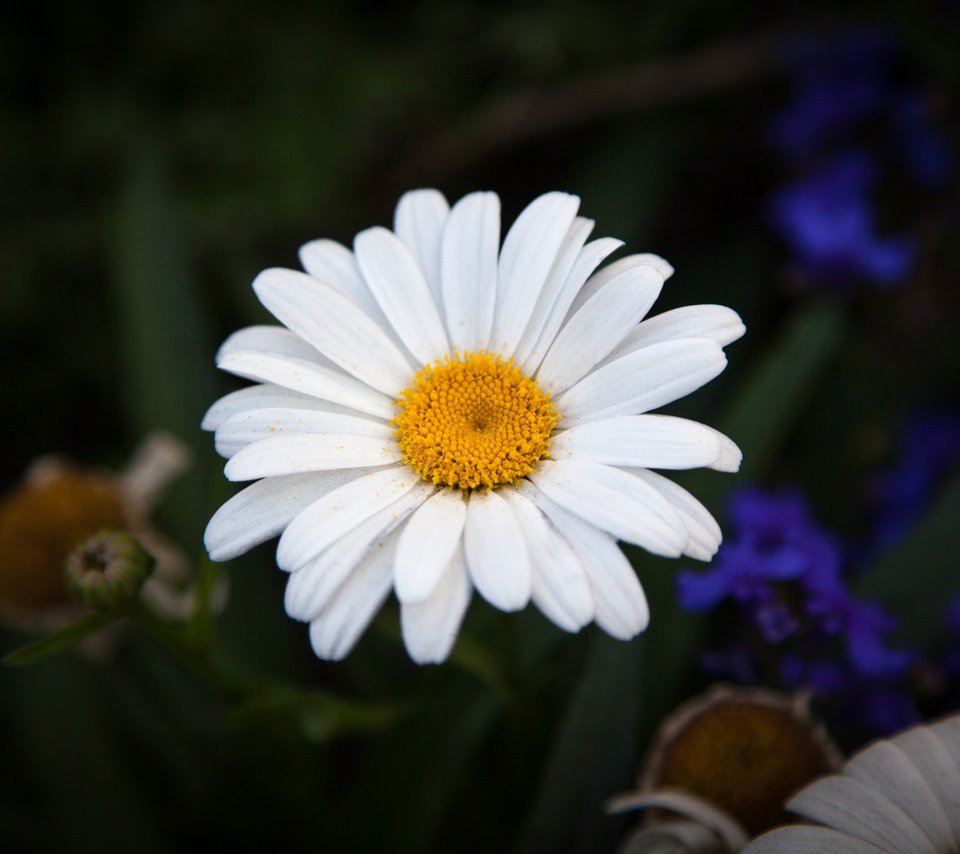 Обои лепестки, ромашки,  цветы, petals, chamomile, flowers разрешение 5616x3744 Загрузить