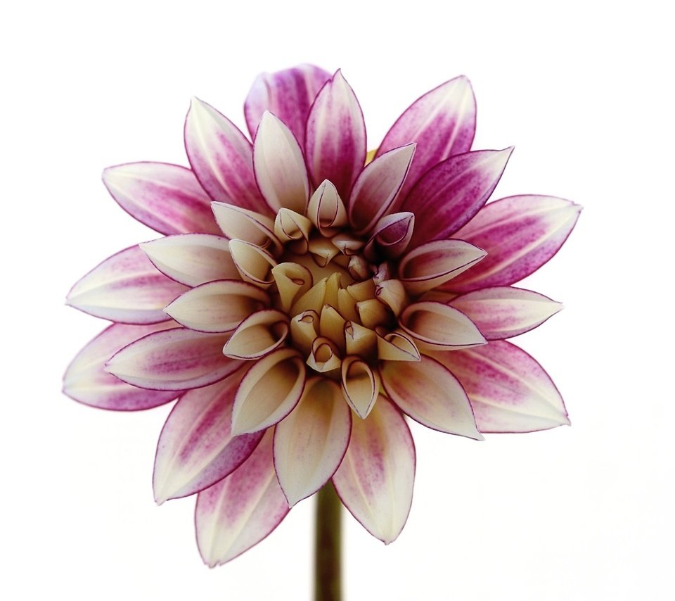 Обои макро, цветок, лепестки, белый фон, георгин, macro, flower, petals, white background, dahlia разрешение 2048x1339 Загрузить