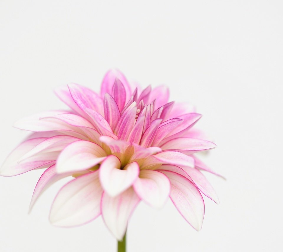 Обои макро, лепестки, белый фон, георгин, macro, petals, white background, dahlia разрешение 2048x1351 Загрузить