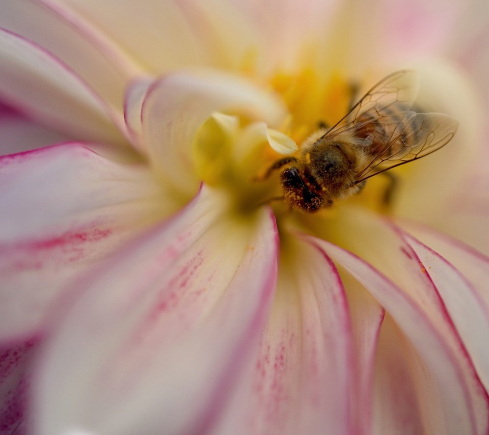 Обои насекомое, цветок, лепестки, пчела, георгин, insect, flower, petals, bee, dahlia разрешение 2048x1365 Загрузить