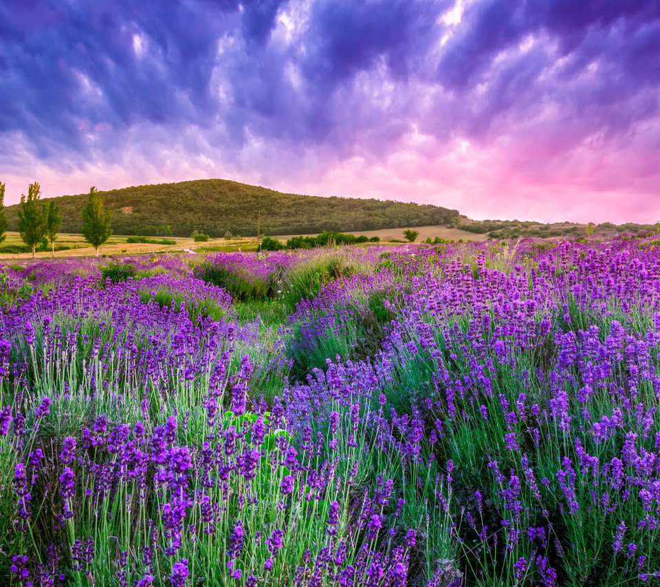 Обои небо, облака, природа, лаванда, холм,  цветы, the sky, clouds, nature, lavender, hill, flowers разрешение 4752x3168 Загрузить