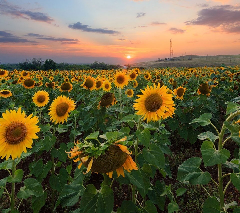 Обои природа, закат, поле, подсолнухи,  цветы, nature, sunset, field, sunflowers, flowers разрешение 2560x1628 Загрузить