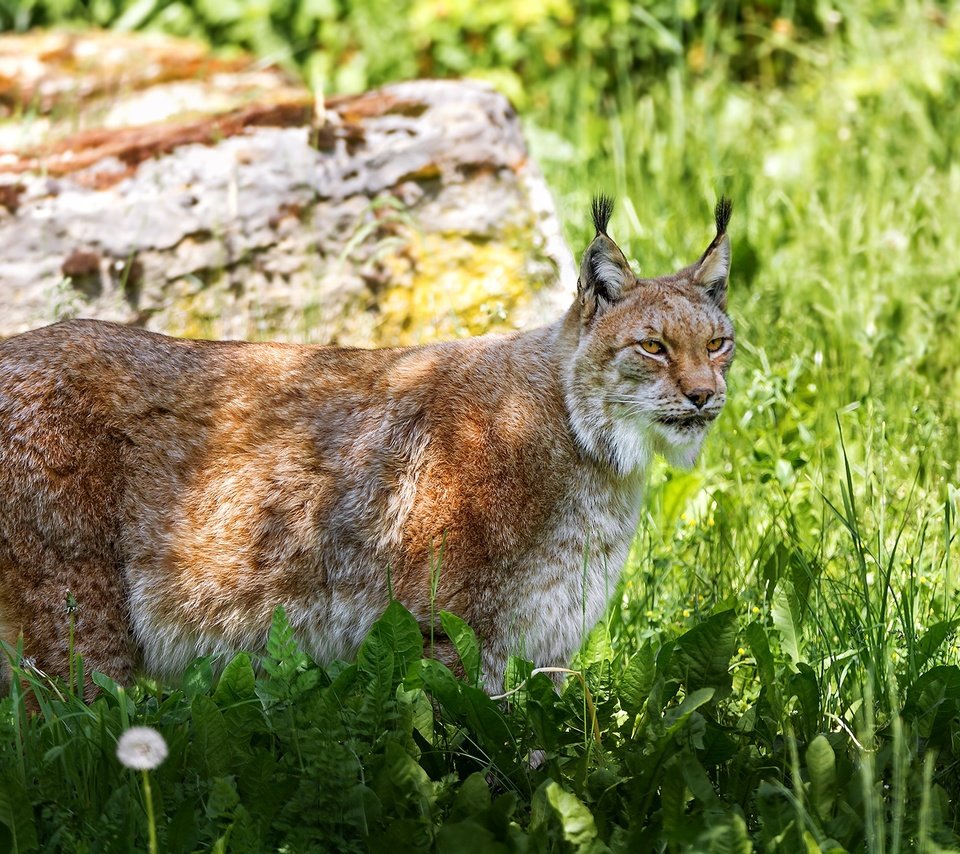 Обои трава, рысь, хищник, дикая кошка, grass, lynx, predator, wild cat разрешение 2048x1365 Загрузить