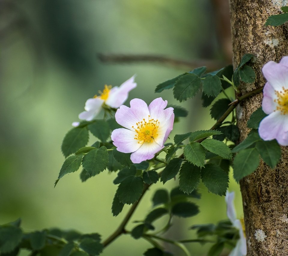 Обои ветка, дерево, листья, лепестки, шиповник, цветки, боке, branch, tree, leaves, petals, briar, flowers, bokeh разрешение 2048x1365 Загрузить