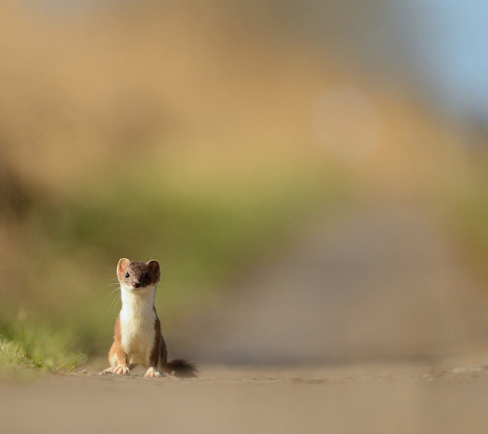 Обои природа, хищник, зверек, куница, горностай, nature, predator, animal, marten, ermine разрешение 1920x1200 Загрузить