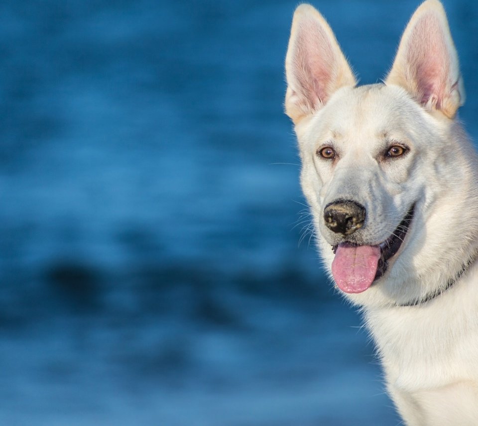 Обои морда, собака, язык, белая швейцарская овчарка, face, dog, language, the white swiss shepherd dog разрешение 1920x1200 Загрузить