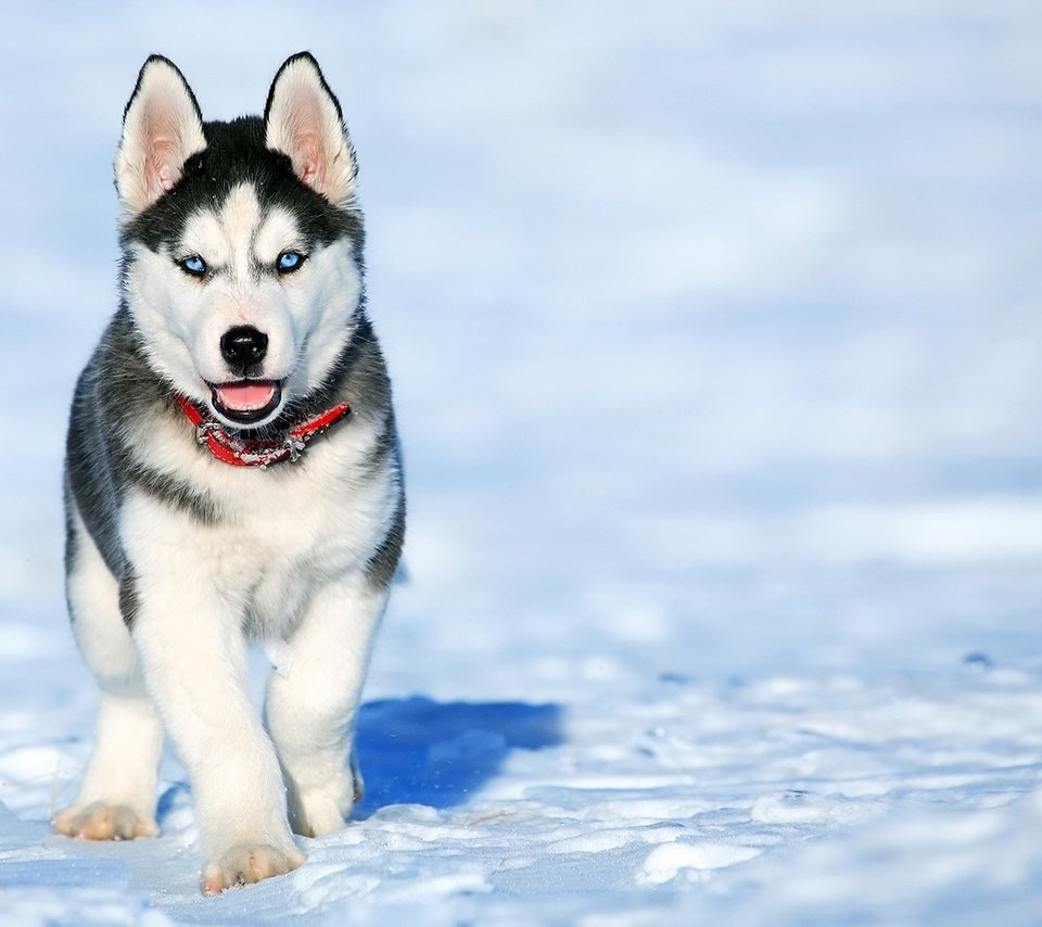 Обои снег, зима, мордочка, взгляд, собака, щенок, хаски, snow, winter, muzzle, look, dog, puppy, husky разрешение 1920x1200 Загрузить