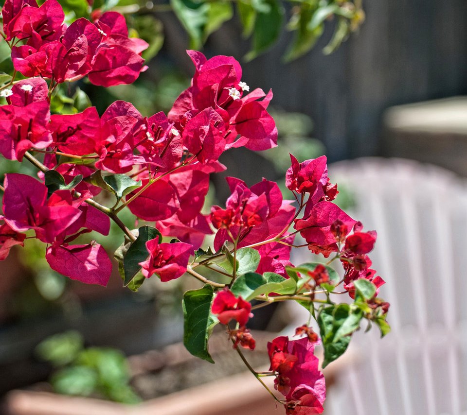 Обои цветы, ветка, листья, лепестки, бугенвиллея, flowers, branch, leaves, petals, bougainvillea разрешение 1920x1200 Загрузить