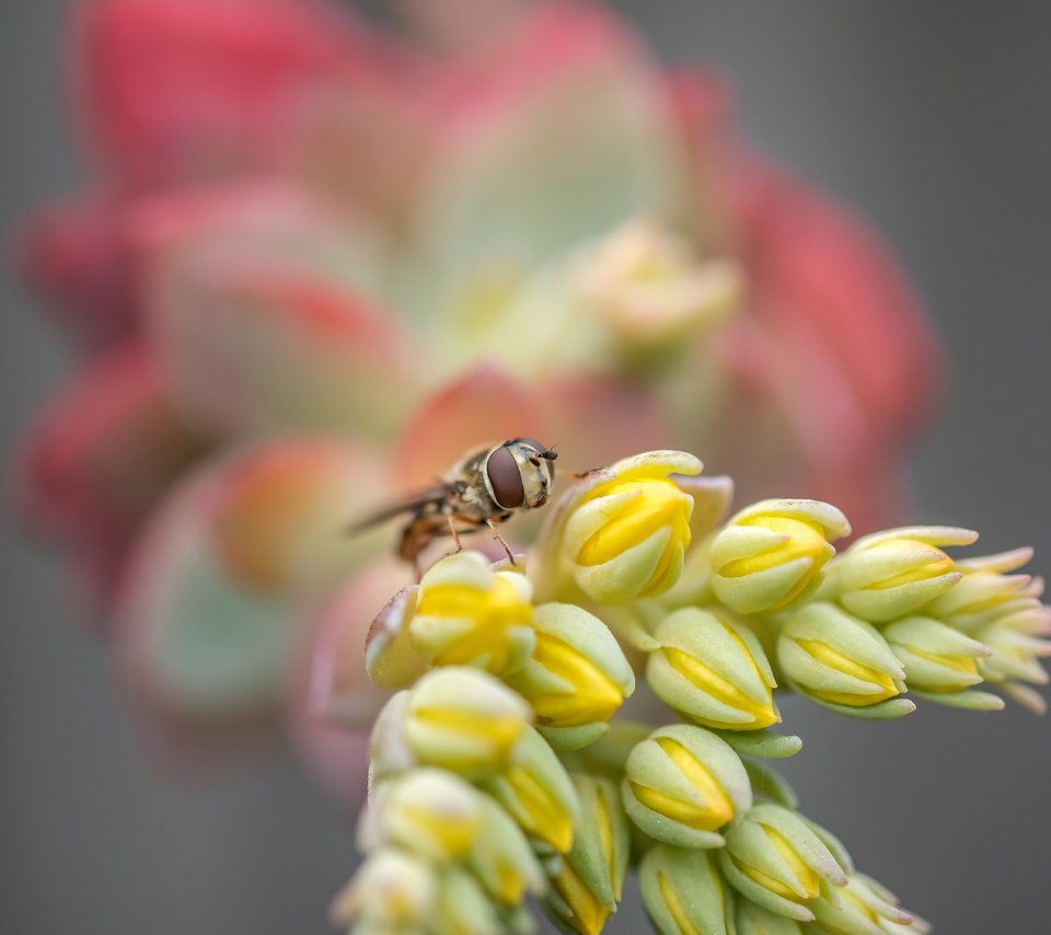 Обои макро, насекомое, цветок, муха, макро. цветок, macro, insect, flower, fly, macro. flower разрешение 6000x4000 Загрузить