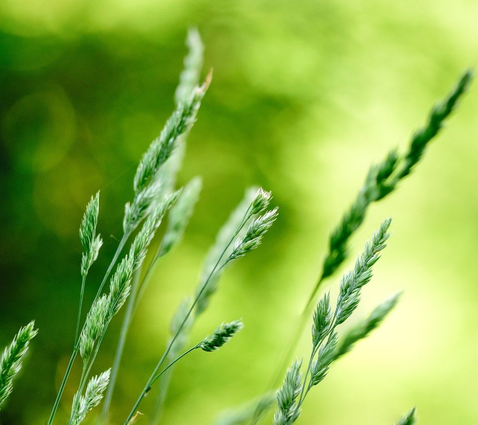 Обои трава, природа, макро, фон, колоски, растение, боке, grass, nature, macro, background, spikelets, plant, bokeh разрешение 1920x1266 Загрузить