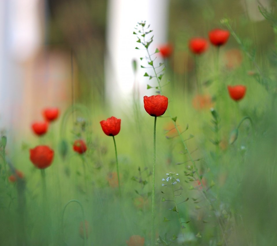 Обои цветы, трава, поле, красный, размытость, луг, мак, flowers, grass, field, red, blur, meadow, mac разрешение 2560x1600 Загрузить