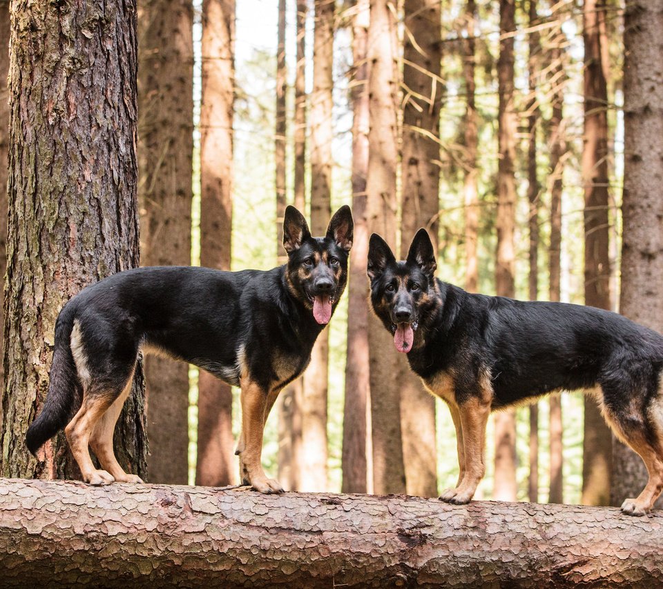 Обои собаки, немецкая овчарка, овчарки, dogs, german shepherd, shepherd разрешение 3840x2400 Загрузить