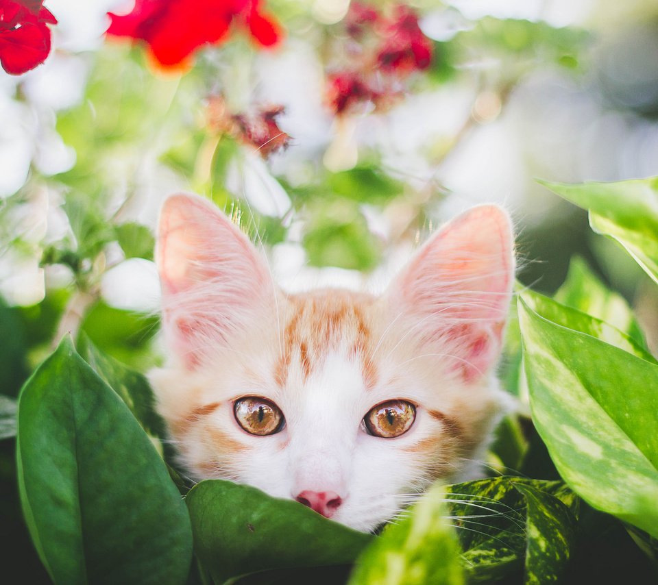 Обои глаза, цветы, листья, фон, усы, кошка, взгляд, котенок, eyes, flowers, leaves, background, mustache, cat, look, kitty разрешение 2048x1365 Загрузить