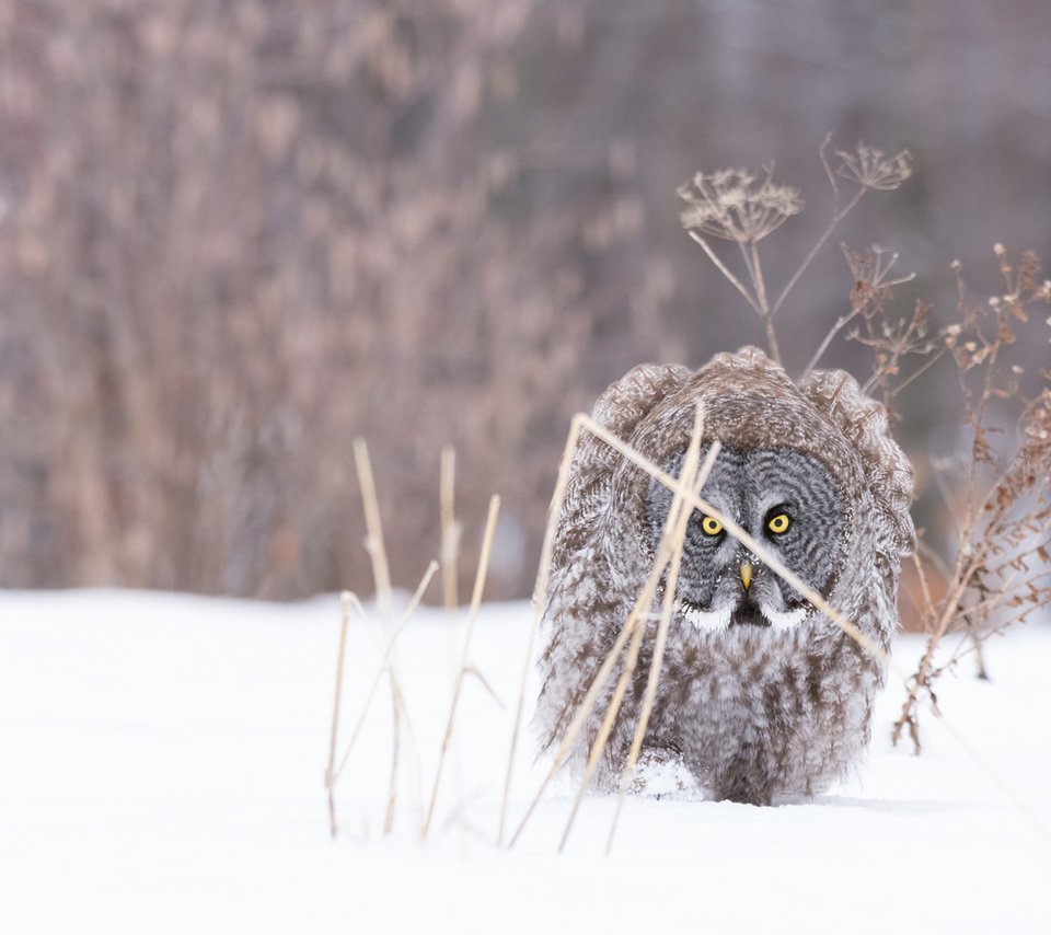 Обои сова, снег, природа, зима, мороз, птица, неясыть, хищная птица, owl, snow, nature, winter, frost, bird, bird of prey разрешение 1920x1200 Загрузить