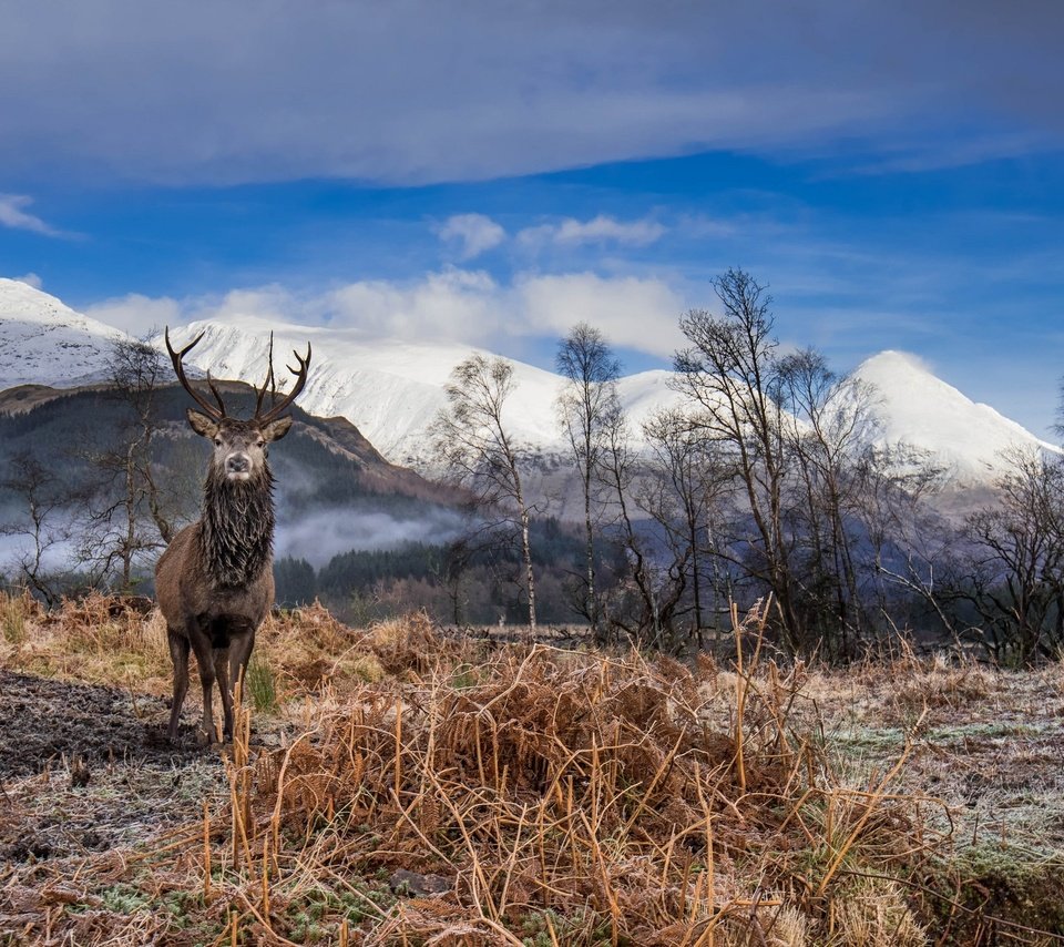 Обои небо, облака, горы, олень, рога, сухая трава, the sky, clouds, mountains, deer, horns, dry grass разрешение 2048x1367 Загрузить