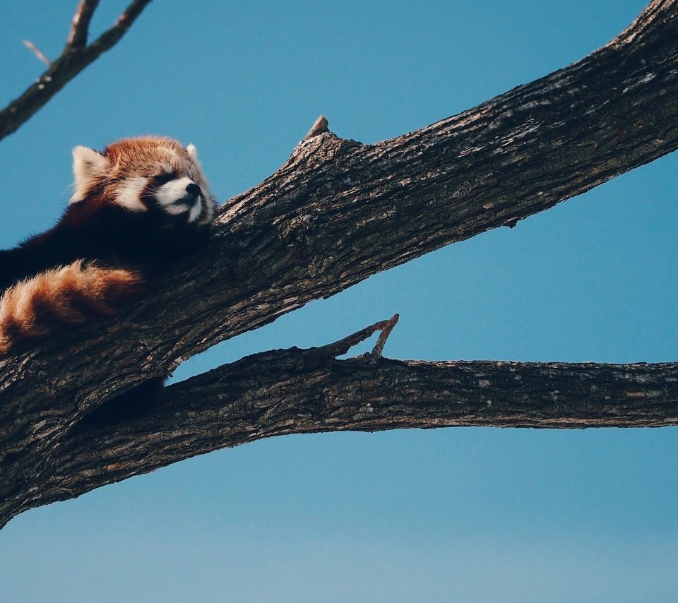 Обои дерево, панда, животное, красная панда, малая панда, tree, panda, animal, red panda разрешение 2048x1154 Загрузить