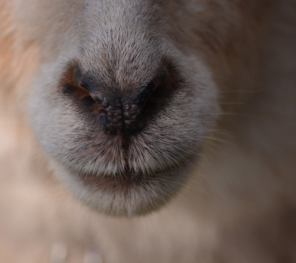 Обои шерсть, нос, овечка, крупным планом, овца, wool, nose, sheep, closeup разрешение 6000x4000 Загрузить