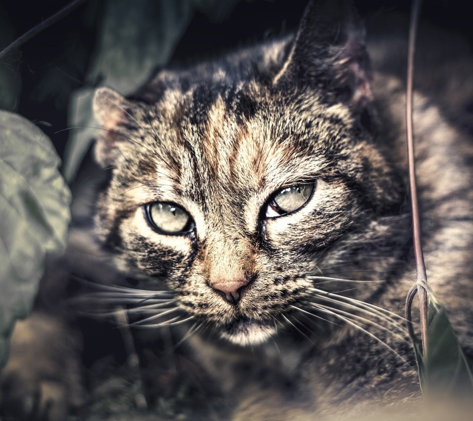 Обои глаза, фон, кот, усы, кошка, взгляд, дикая кошка, крупным планом, eyes, background, cat, mustache, look, wild cat, closeup разрешение 1980x1320 Загрузить