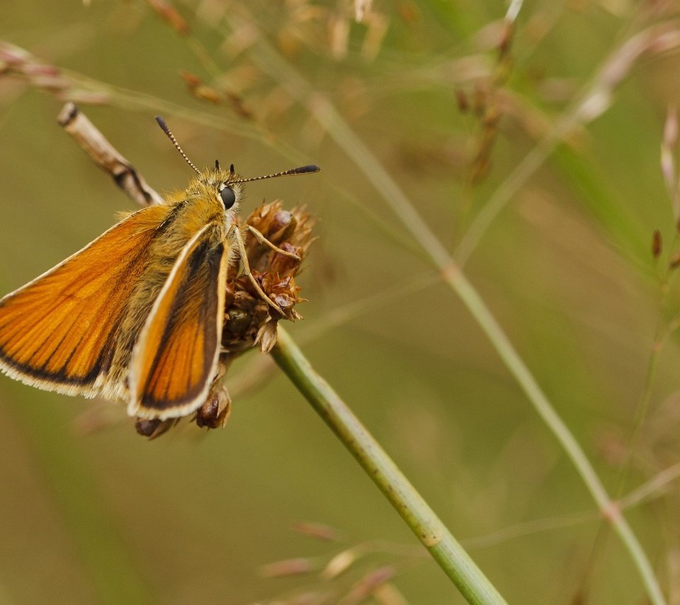 Обои макро, насекомое, бабочка, крылья, колоски, мотылек, толстоголовка, macro, insect, butterfly, wings, spikelets, moth, skipper разрешение 1920x1200 Загрузить