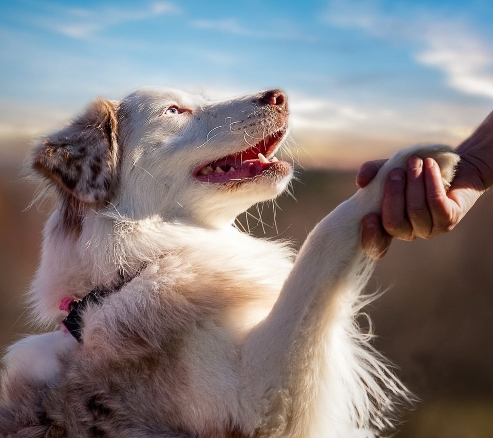 Обои рука, человек, собака, профиль, лапа, австралийская овчарка, hand, people, dog, profile, paw, australian shepherd разрешение 1920x1200 Загрузить