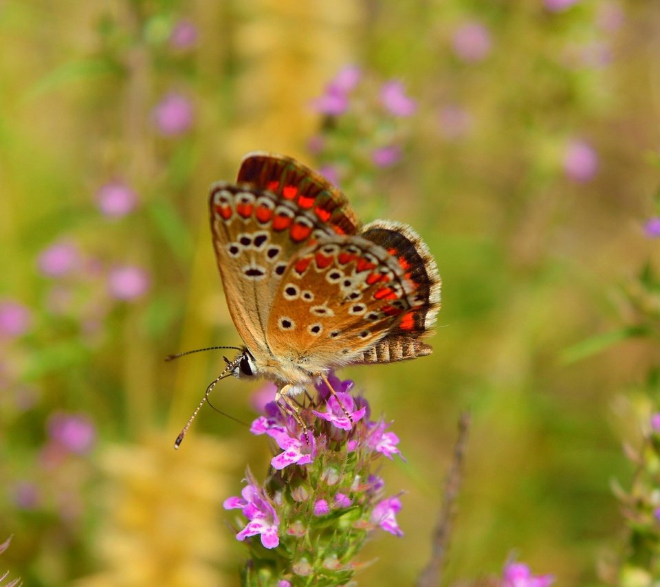 Обои цветы, макро, насекомое, бабочка, крылья, flowers, macro, insect, butterfly, wings разрешение 3000x1835 Загрузить