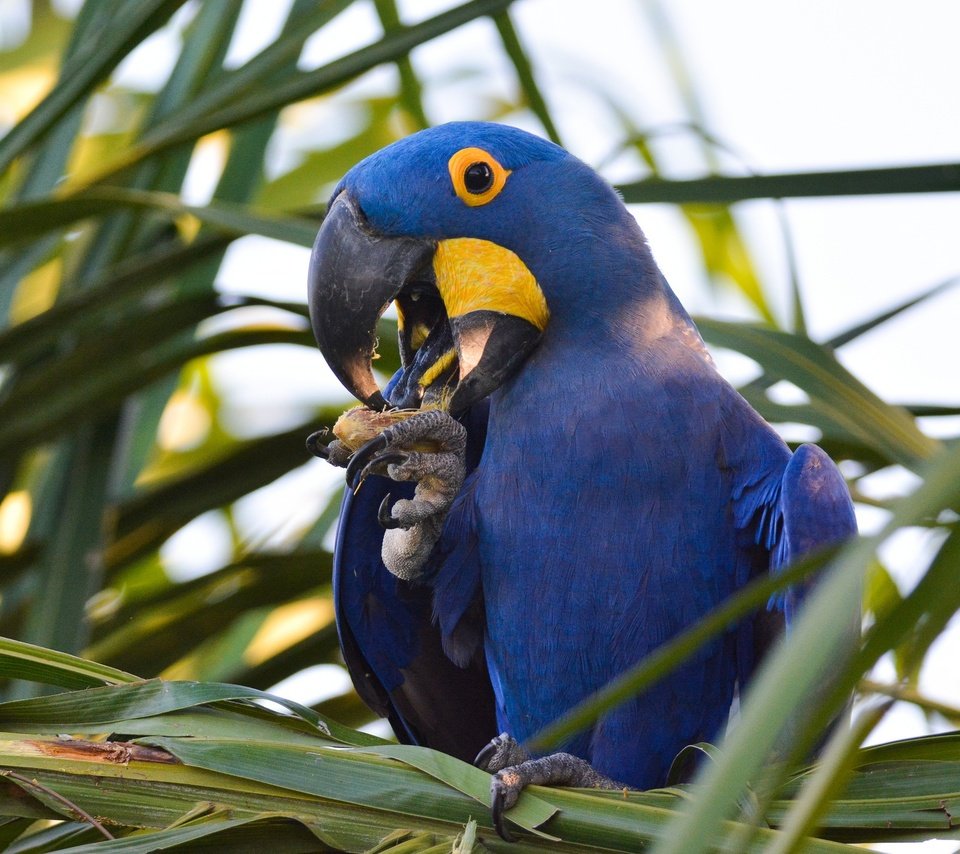 Обои растения, птица, клюв, перья, попугай, ара, plants, bird, beak, feathers, parrot, ara разрешение 2048x1365 Загрузить