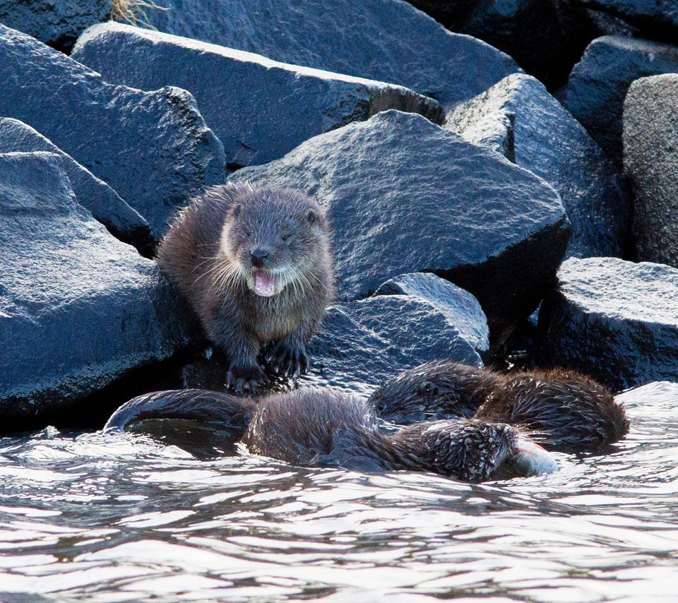 Обои вода, природа, камни, калан, морская выдра, выдра, выдры, alistair buchanan, water, nature, stones, kalan, sea otter, otter, otters разрешение 1920x1200 Загрузить