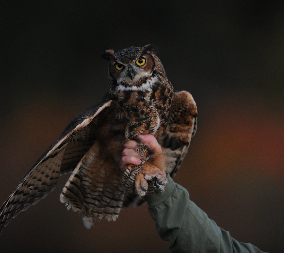 Обои сова, рука, человек, птица, клюв, крыло, хищная птица, owl, hand, people, bird, beak, wing, bird of prey разрешение 2560x1600 Загрузить