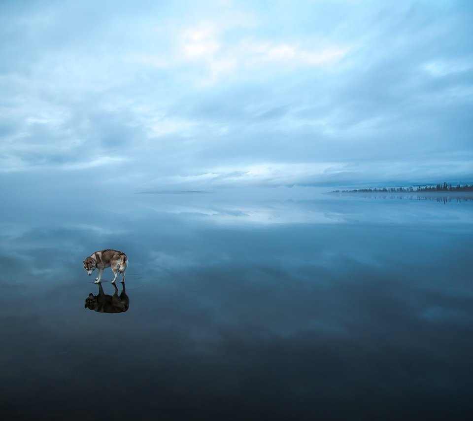 Обои вода, природа, лёд, хаски, сибирская хаски, water, nature, ice, husky, siberian husky разрешение 2560x1649 Загрузить