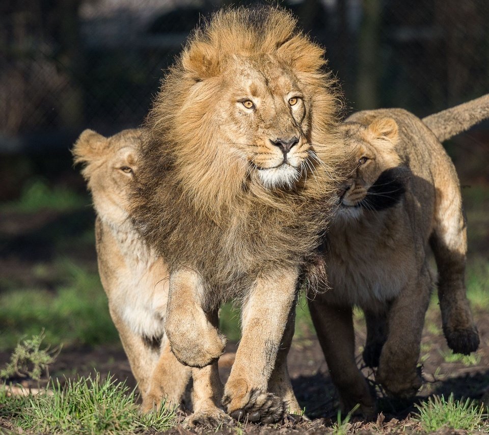 Обои хищник, львы, лев, бег, львица, львёнок, predator, lions, leo, running, lioness, lion разрешение 1920x1200 Загрузить