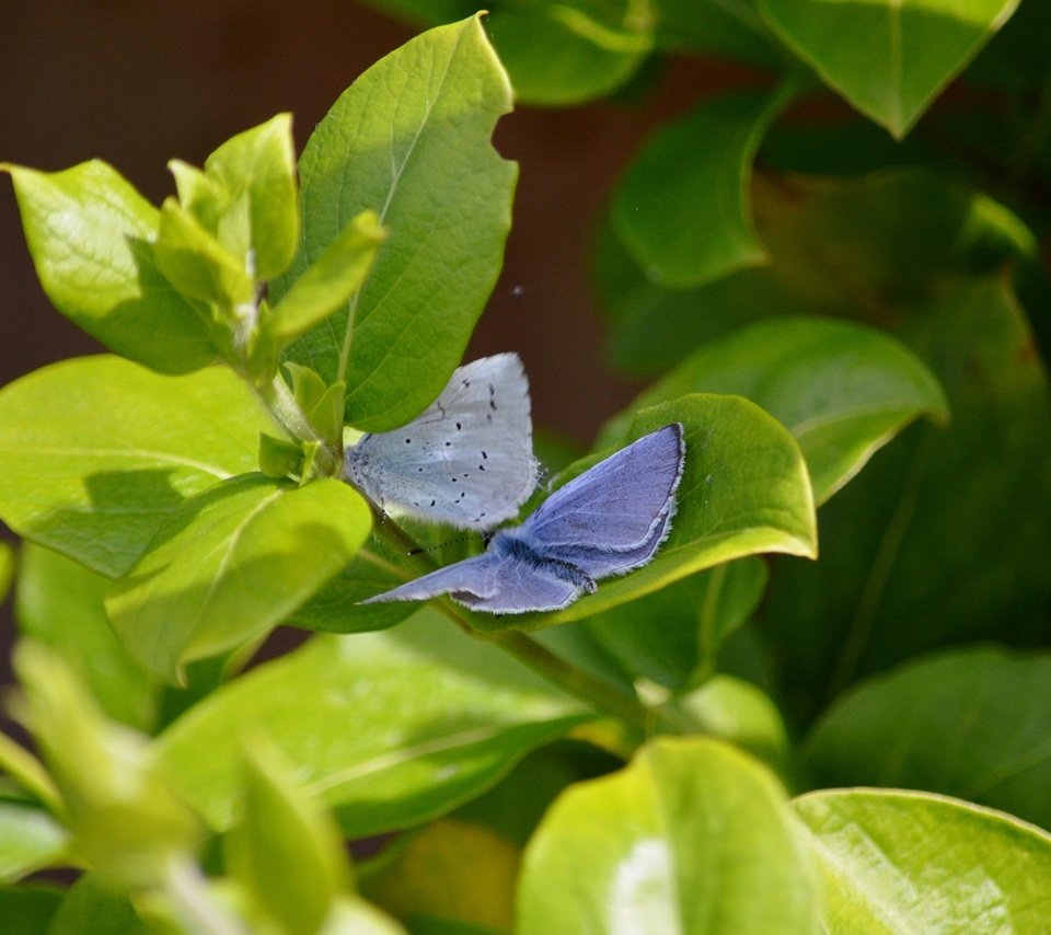 Обои природа, листья, крылья, насекомые, бабочки, растение, nature, leaves, wings, insects, butterfly, plant разрешение 1920x1080 Загрузить