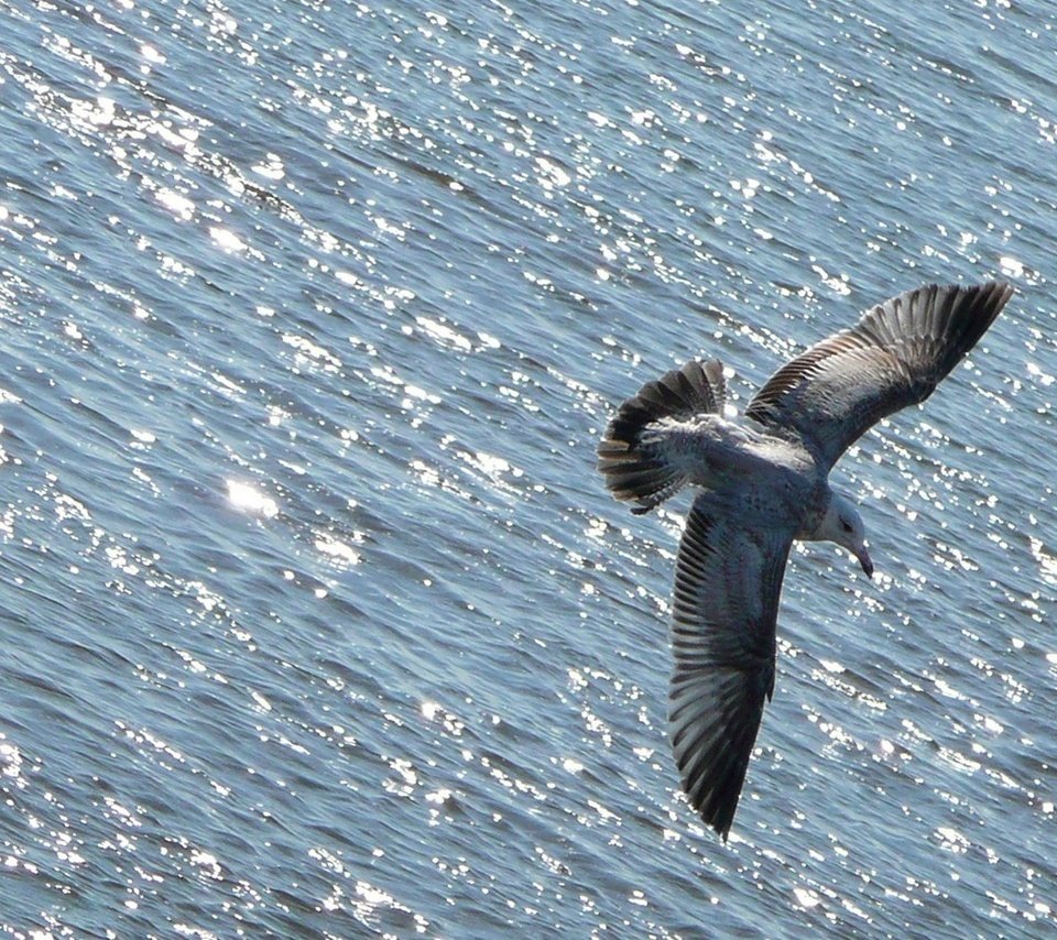 Обои вода, полет, чайка, океан, птица, животное, water, flight, seagull, the ocean, bird, animal разрешение 1920x1280 Загрузить