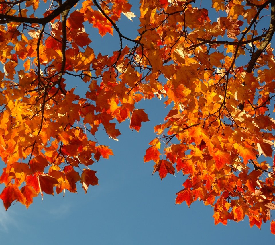 Обои небо, ветка, листья, осень, the sky, branch, leaves, autumn разрешение 5472x3648 Загрузить