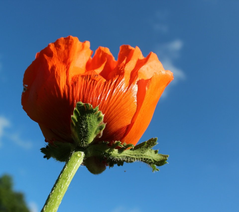 Обои небо, природа, цветок, красный, мак, макросъемка, стебель, the sky, nature, flower, red, mac, macro, stem разрешение 5184x3456 Загрузить