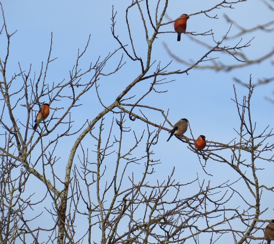 Обои небо, дерево, ветки, птицы, снегирь, снегири, the sky, tree, branches, birds, bullfinch, bullfinches разрешение 3603x2664 Загрузить