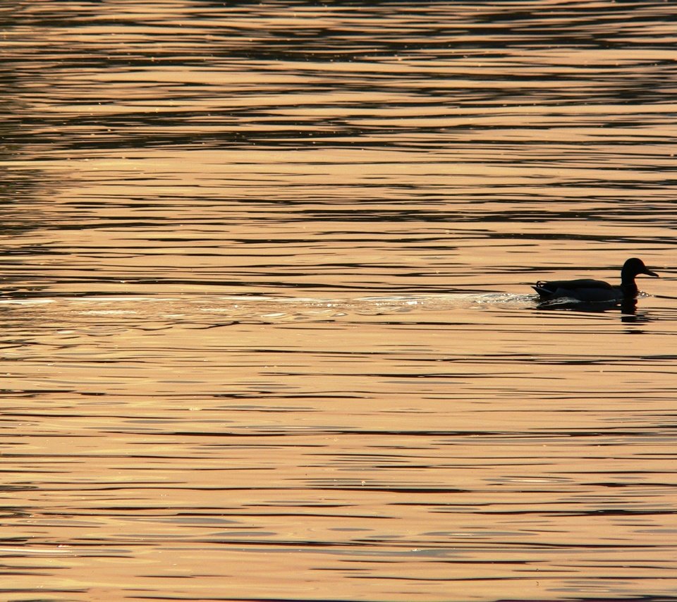 Обои вода, птица, клюв, перья, силуэт, утка, water, bird, beak, feathers, silhouette, duck разрешение 2560x1920 Загрузить